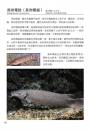 信手鯰來的快樂：被鯰魚圈粉的每一天。從新手到玩家，中大型鯰魚完全飼養指南。精彩圖文×魚種解說×飼養技巧不藏私大公開！