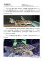 信手鯰來的快樂：被鯰魚圈粉的每一天。從新手到玩家，中大型鯰魚完全飼養指南。精彩圖文×魚種解說×飼養技巧不藏私大公開！