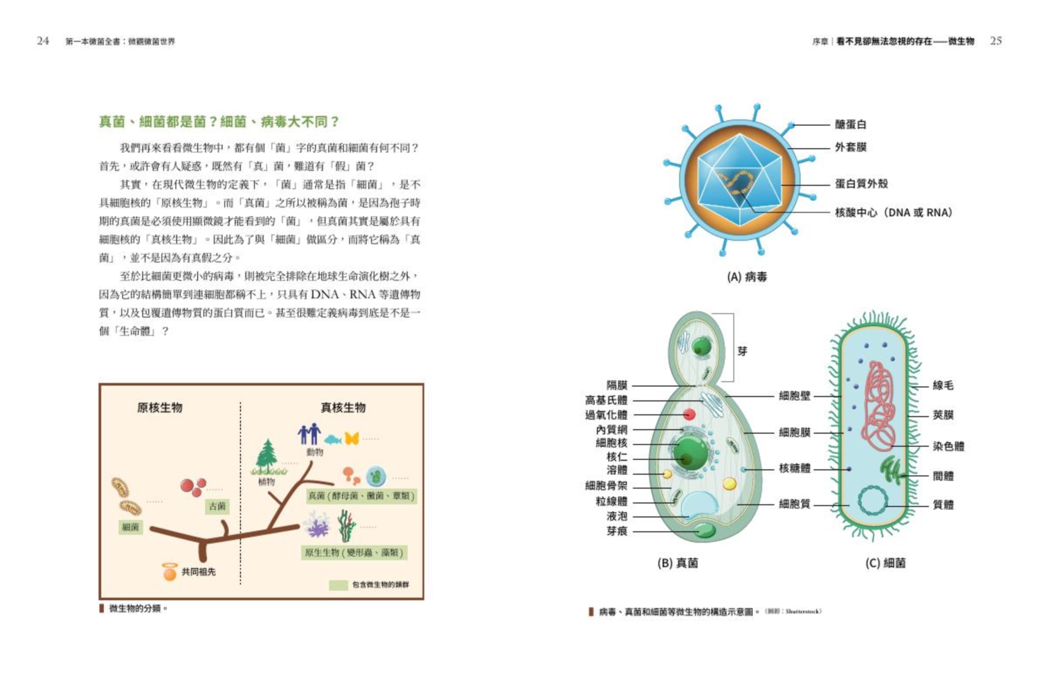 第一本黴菌全書：微觀黴菌世界